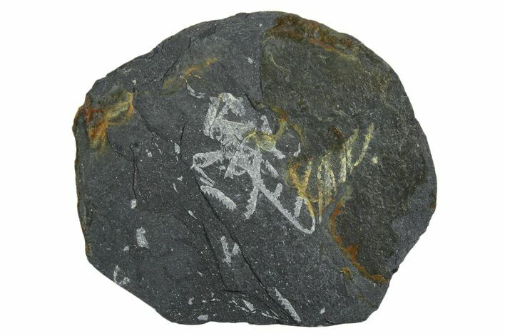 Fossil Graptolite (Didymograptus) Cluster - Wales #353823